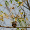 Mourning Dove