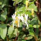 Honeysuckle