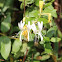 Honeysuckle