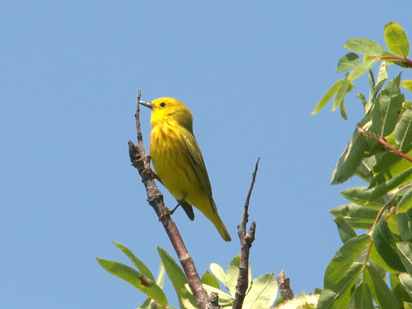 Spotting Image 1