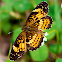 Pearl Crescent