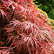 Japanese Maple