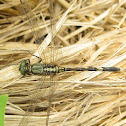 Orthetrum sabina