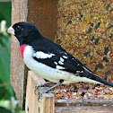 Rose-breasted Grosbeak