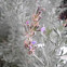 Lavandula angustifolia. Lavandula fina, vera u officinalis