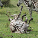 zebra