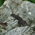 Eastern Fence Lizard