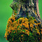 Bonsai