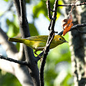Yellow warbler
