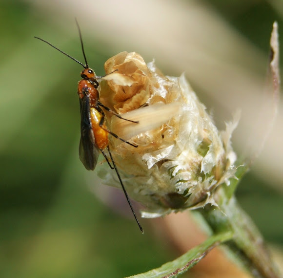 Spotting Image 1