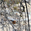 Long tailed Shrike