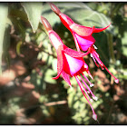 Hummingbird fuchsia.