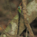 Phantom Darner