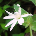 Star Chickweed