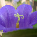 Campanula