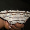 Owl moth