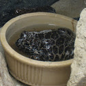 Red Spotted Burrowing Frog