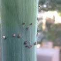 Aphids