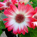 bi-color Gerbera Daisy