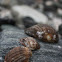 Loco / Chilean Abalone