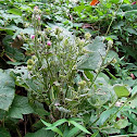 Common Burdock