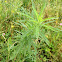 Broad Leaved Fleabane