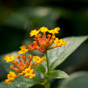 Lantana