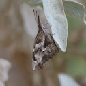 American Snout Butterfly