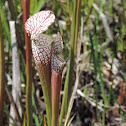 Crimson Pitcher Plant