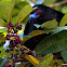 Black Guan
