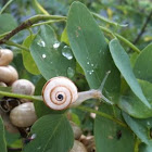 Caracol. Snail