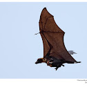 Indian flying fox