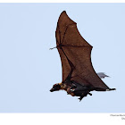 Indian flying fox
