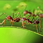 Fire Ants