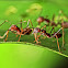 Fire Ants