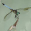 Blue Dasher Dragonfly