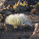 Haleakala Silversword