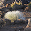Haleakala Silversword