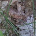 Wood Frog