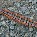 Millipede