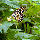 Common Lime Butterfly