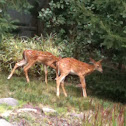 White tailed deer