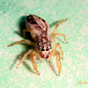 Jumping Spider