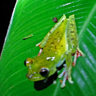 Red-Webbed Treefrog