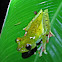 Red-Webbed Treefrog