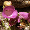 Dedalera/Foxgloves