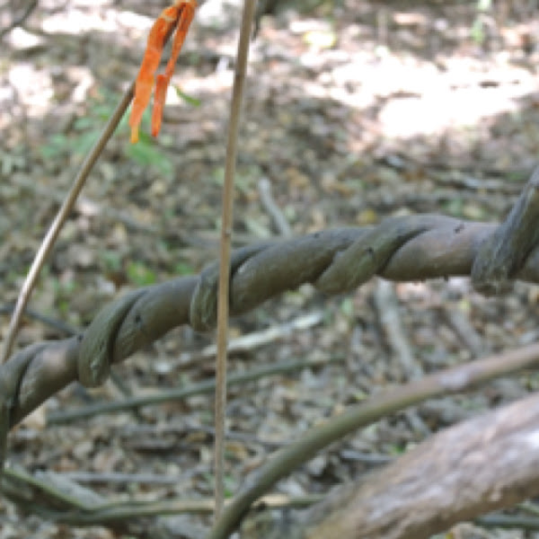 Rattan Vine Project Noah