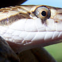 Kansas Glossy Snake