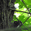 Hairy Woodpecker (fe)