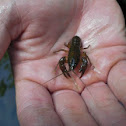 Crayfish